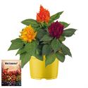 Afbeelding van Ms P12 Celosia Trio